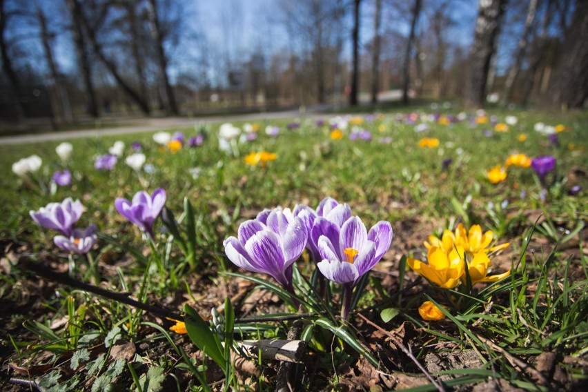 Wiosna w Słupsku. Piękne dywany kwiatowe w Parku Kultury i Wypoczynku 