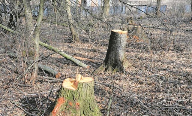 Gdy drzewo rośnie na prywatnej posesji - to zgodnie z przepisami - nikogo nie trzeba pytać o zgodę na jego usunięcie