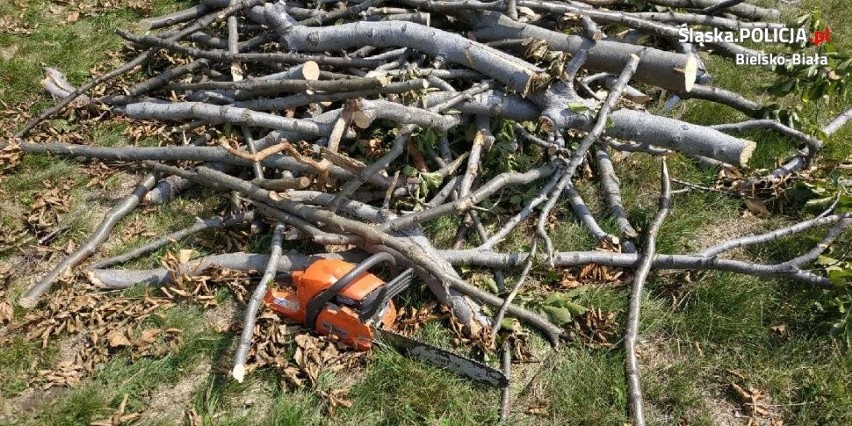 Kradzież drzewa w Szczyrku: 69-latek wyciął prawie 30 drzew wartych 5 tys. zł [ZDJĘCIA]