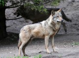 Wilk zabity przez kłusownika w Magurskim Parku Narodowym?