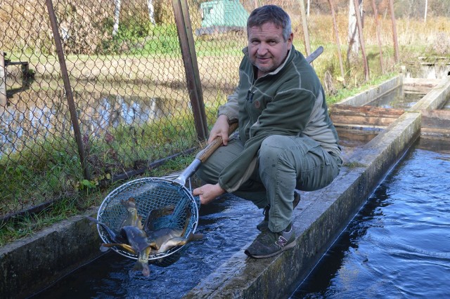 Sławomir Grzych prowadzący gospodarstwo rybackie w Krzelowie koło Sędziszowa z młodymi karpiami. Jego zdaniem najbardziej opłaci się kupować trzyletnie, kilkukilogramowe ryby.