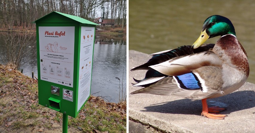 Ptasie bufety, czyli automaty z mieszanką ziaren, stanęły w Szczecinie. Teraz łatwo i bezpiecznie nakarmisz kaczki! 