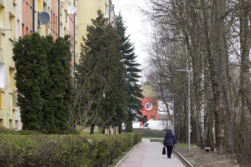 Drzewa na Banacha zasłaniają okna, ale przycinki drzew nie będzie, bo trwa okres lęgowy ptaków (zdjęcia)