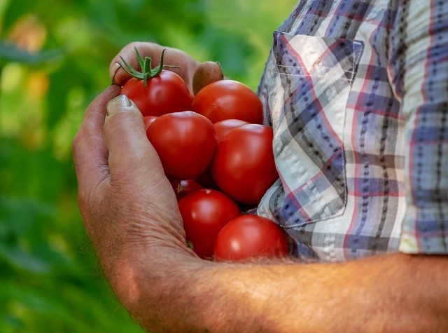 Pomidory to bez wątpienia jedne z najpopularniejszych warzyw spożywanych w Polsce. Są nie tylko smaczne, ale też niskokaloryczne i naprawdę zdrowe. Posiadają wiele witamin, cennych składników odżywczych i właściwości. Niektórzy muszą jednak uważać. Poznaj właściwości pomidorów na kolejnych slajdach naszej galerii.