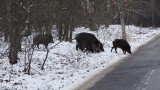 Dziki w mieście? Nie podchodź do nich i uważaj, gdy jedziesz przez las [ZDJĘCIA]