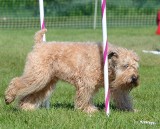 Rasy psów. Irish soft coated wheaten terrier