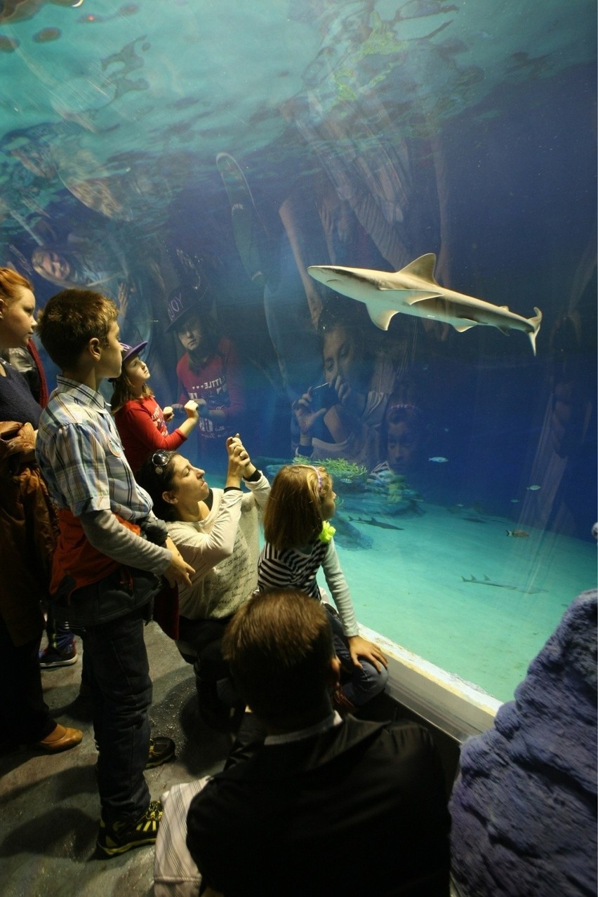 Tysiące wrocławian odwiedziły Afrykarium (ZDJĘCIA, BILETY, MAPY, DOJAZD, PARKOWANIE)