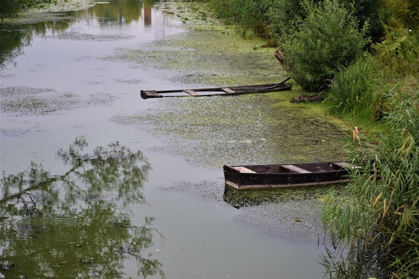 Na rzekach i akwenach w Wielkopolsce obserwowane są spadki...