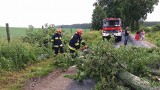 Powalone drzewo między Dretyniem a Turskiem (zdjęcia)