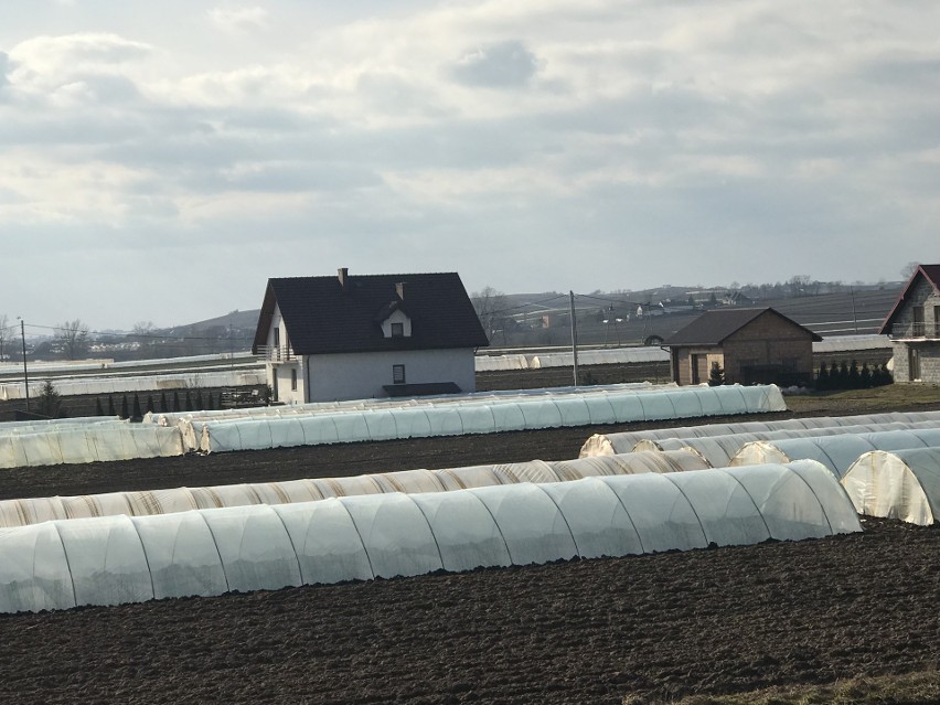 Porządki po wichurach. W gminie Igołomia-Wawrzeńczyce utylizują dziesiątki ton folii z uszkodzonych tuneli