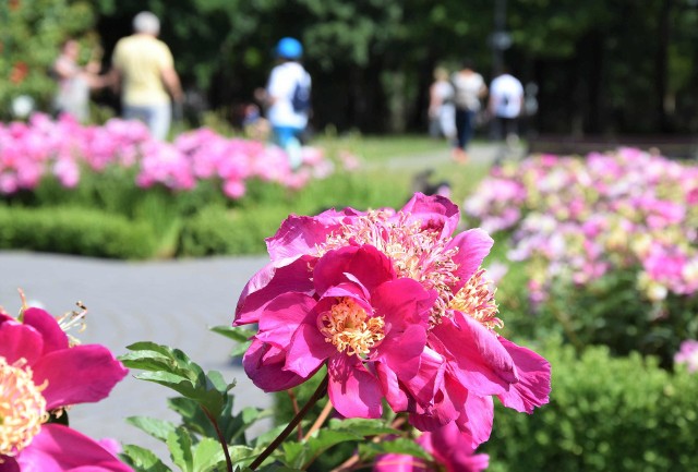 Ogrody Zapachowe w Solankach w Inowrocławiu toną obecnie w aromacie piwonii i róż