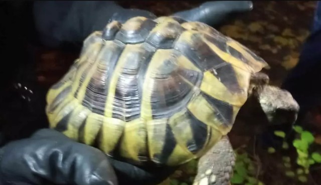 Pracownicy Referatu Ekologicznego w Gdańsku uratowali w ostatnich dniach dwa żółwie oraz kruka