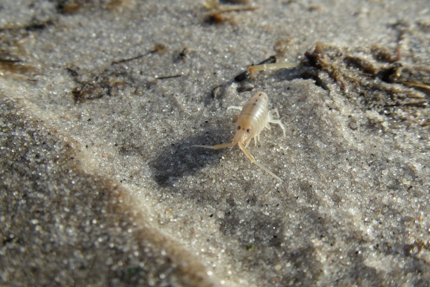 Przyrodnicze Vademecum Plażowicza - Czy zdajemy sobie sprawę, jak uciążliwymi gośćmi możemy stać się podczas letnich wakacji?