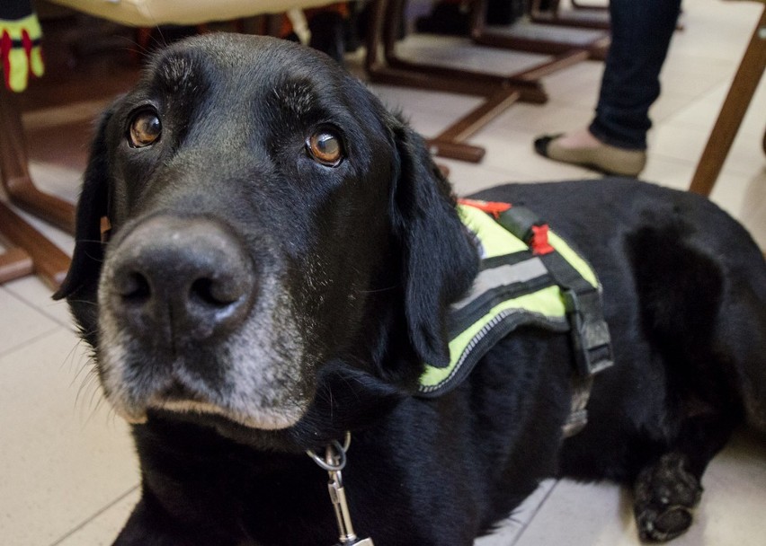 Strażacy i psy ratownicze z wizytą u prezydent Jastrzębia