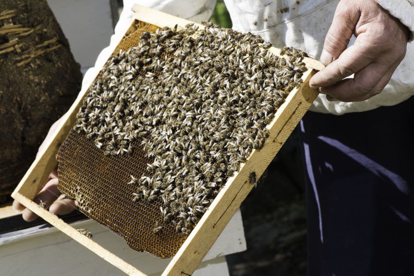 To wydzielina pszczół robotnic (na zdjęciu), która stanowi...