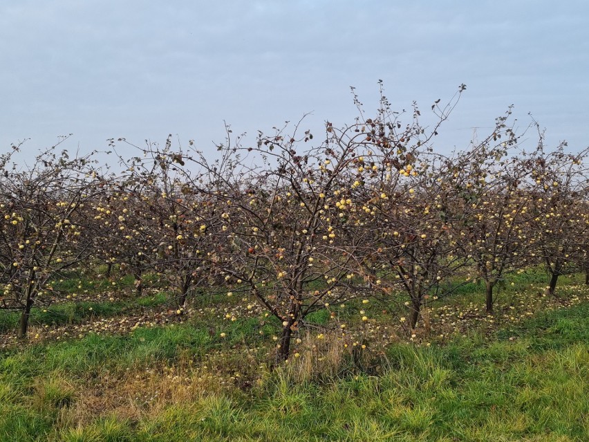 Jabłka zostają na drzewach, bo nie ma ich kto zbierać. Ceny jabłek jesienią 2022 na straganie i w skupie