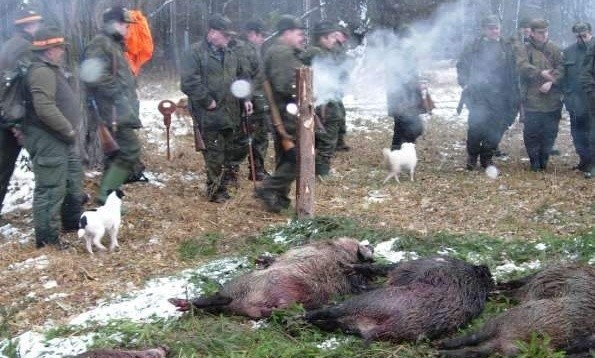 Im chętniej dziki się rozmnażają, tym częściej giną. W tym sezonie myśliwi zastrzelą ich o 4 tysiące więcej niż przed rokiem.