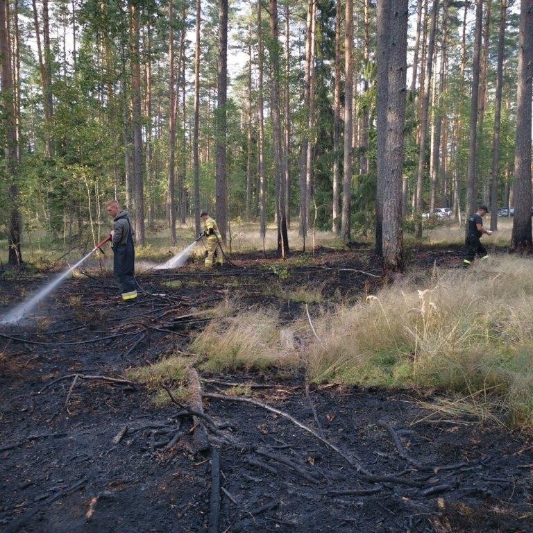 Nadleśnictwo Szczebra. Susza nie odpuszcza. Kolejny pożar lasu w regionie (zdjęcia)