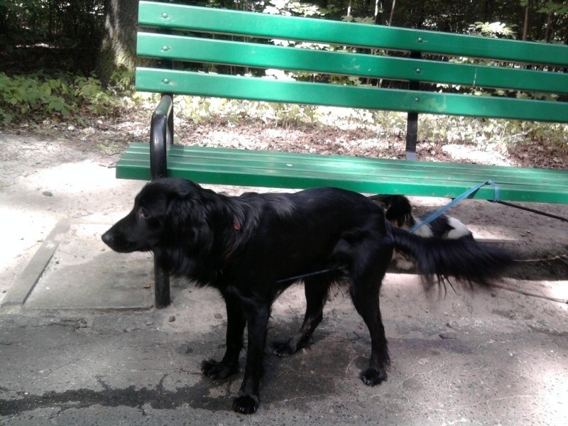 Porzucone psy w parku [zdjęcia]