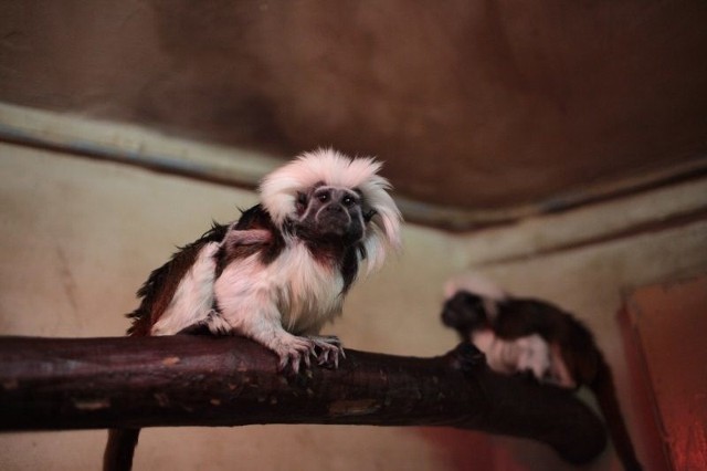 Tamaryny białoczube w opolskim zoo.