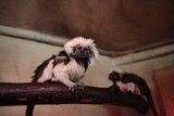 Nowe zwierzęta w opolskim zoo [wideo]