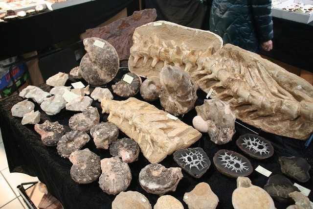 Skamieniałości z Maroka sprzed 60 mln lat