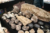 Międzynarodowa giełda biżuterii i minerałów w Krakowie. Zobacz ogromny meteoryt i skamieniałości z Sahary
