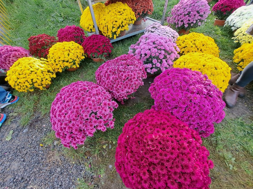 Ogromny wybór kwiatów i zniczy na Wszystkich Świętych 2023 na giełdzie w Miedzianej Górze. Królują chryzantemy. Zobacz zdjęcia