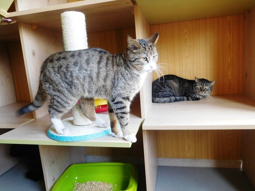 Koty w szczecińskim schronisku dla zwierząt mają ciepłe domki