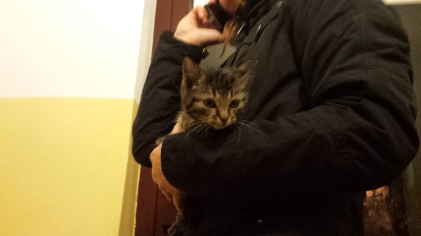 Pracownik schroniska w Gdańsku porzucił kotka w czasie interwencji. Zwierzę nie żyje [ZDJĘCIA]