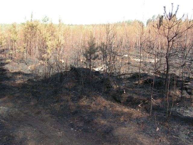 W okolicach Podlesia Małego pożar strawił między innymi młodnik.