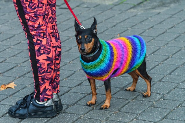 Czy powiat mielecki wycofa się z deklaracji o LGBT? Pojawił się już taki pomysł.