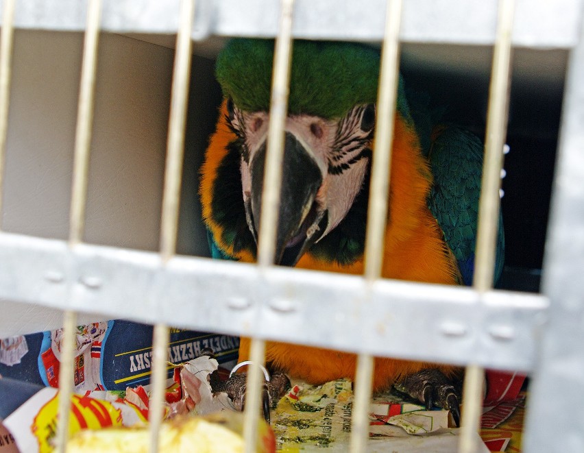 Papugi zatrzymane na granicy z Ukrainą. Trafiły do zamojskiego zoo