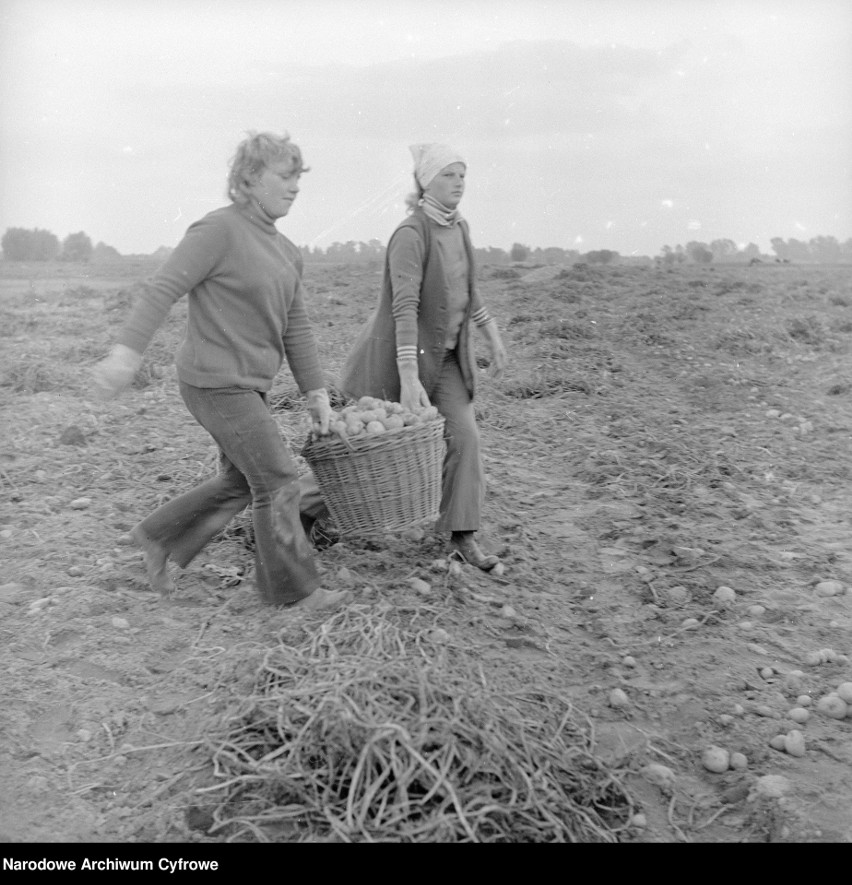 Wykopki ziemniaków w Baboszewie, 1972