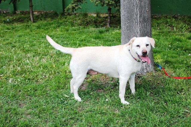 SaraPsia seniorka w typie labradora. Ma już 10 lat, ale ciągle jest młoda duchem. Uwielbia kontakt z ludźmi, lubi także przebywać z psami, bardzo ładnie chodzi na smyczy i potrafi wykonać proste komendy. Więcej: Sara