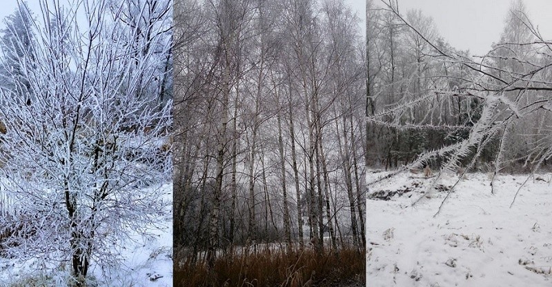 Oto zimowy dzień w Podlesiu, w gminie Oleśnica. Autorem...