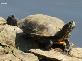 Żółw w Parku Róż! Gadzina wygrzewała się w słońcu nad stawem w samym centrum Gorzowa jakby nigdy nic 