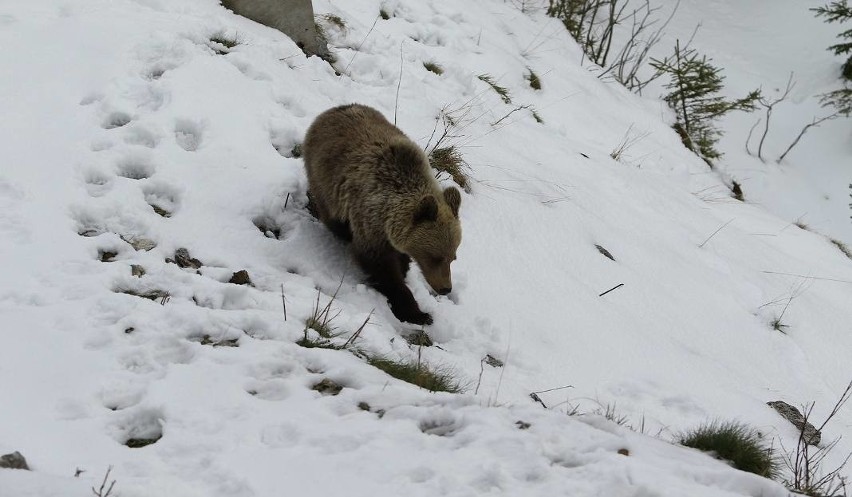 Tatry. Uważajcie! Niedźwiedzie schodzą coraz niżej. Były m.in. w Kuźnicach [ZDJĘCIA]