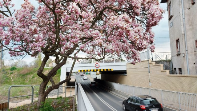 To chyba najpiękniejsza magnolia w mieście. Rośnie tuż obok wiaduktu kolejowego, który mieści się nad ulicą Batorego.
