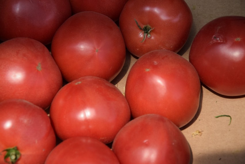 Pomidory malinówki - od 8 złotych za kilogram