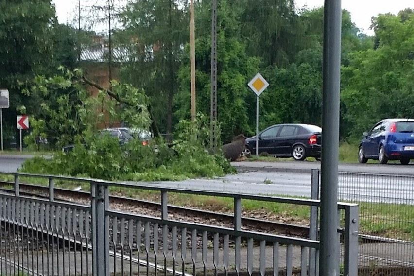 Wrocław: Drzewo przewróciło się na ulicę Jeleniogórską (ZDJĘCIA)