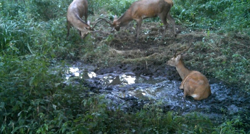 Walka jeleni w lesie pod Częstochową. Był też jeden "kibic"....