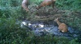 Walka jeleni w lesie pod Częstochową. Był też jeden "kibic". Zobacz nagranie Leśnego Kawalera [WIDEO]