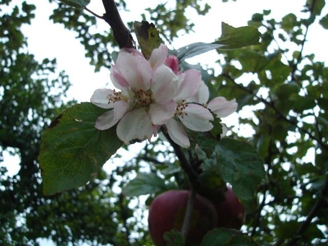 Jabłoń zakwitła pod koniec września
