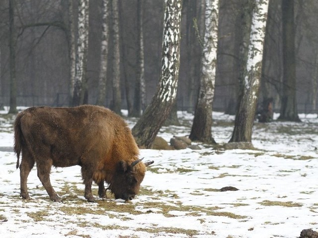 Białowieski Park Narodowy słynie z żubrów