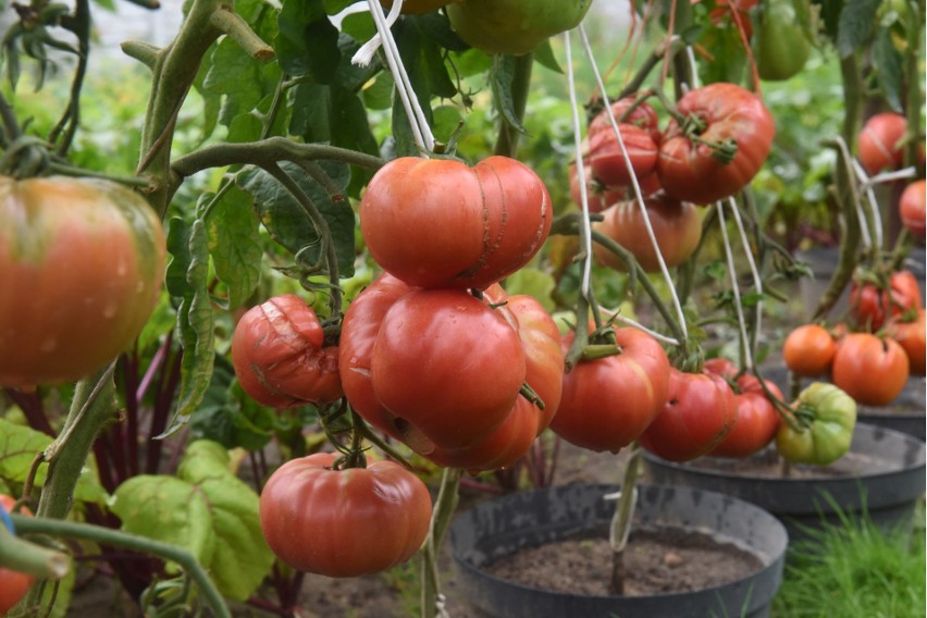 Pomidory świetnie wyrastają w doniczkach. Trzeba je obficie...