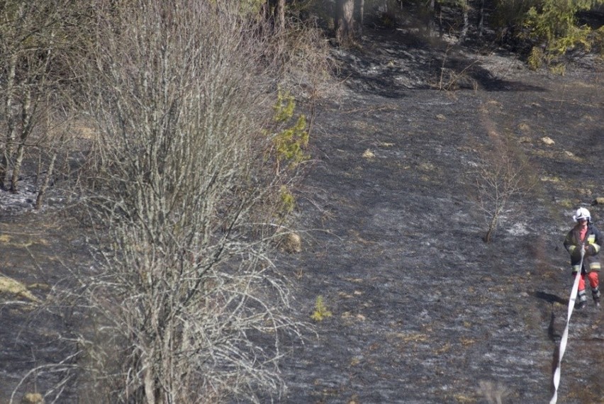 Orawa: Duży pożar traw w Lipnicy Kiczorach [ZDJĘCIA]