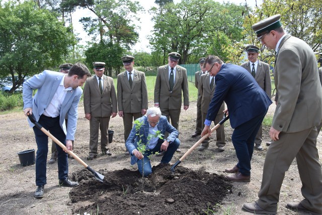 Ostatni, symboliczny dąb posadzili w Leśnictwie Wieszki burmistrzowie Nakła, Kcyni i Szubina