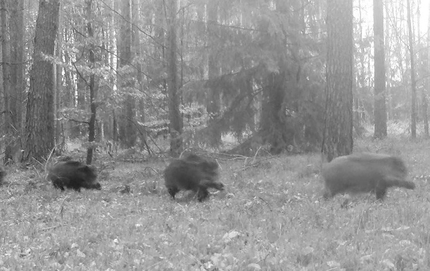 Do liczenia zwierząt wykorzystano fotopułapki