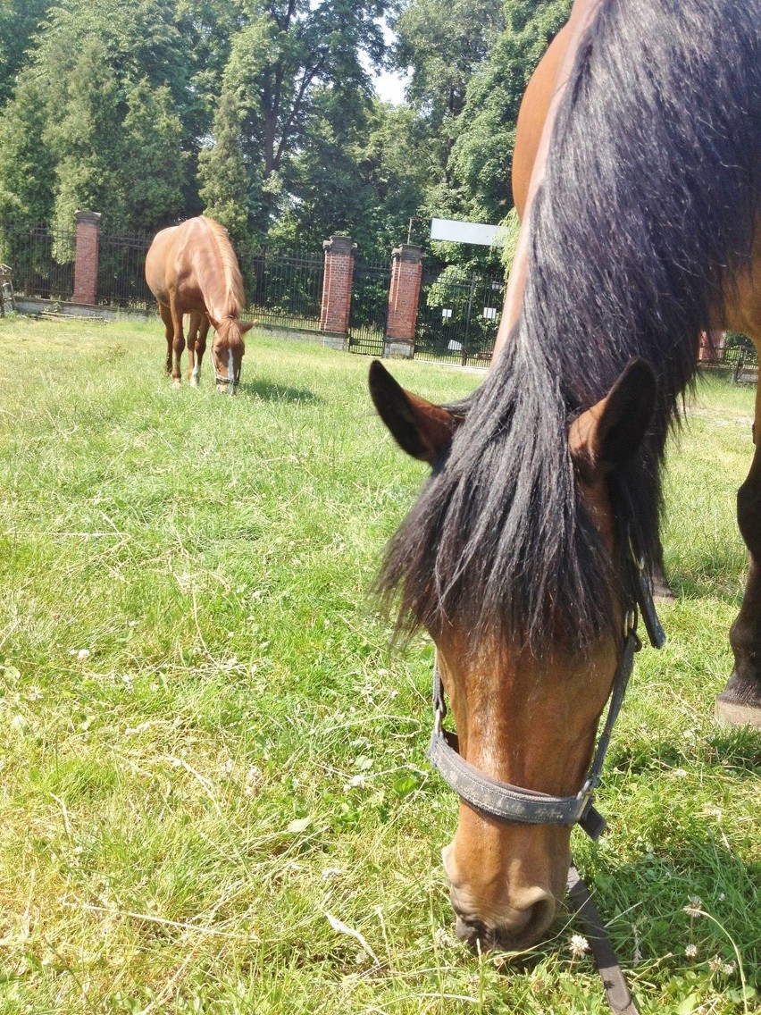 Konie ze świerklanieckiego ZOO. Gmina przeznaczyła je na...